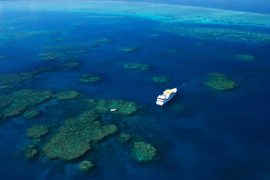 ribbon reef cod hole scuba dive liveaboard trip cairns spirit of freedom australia 2