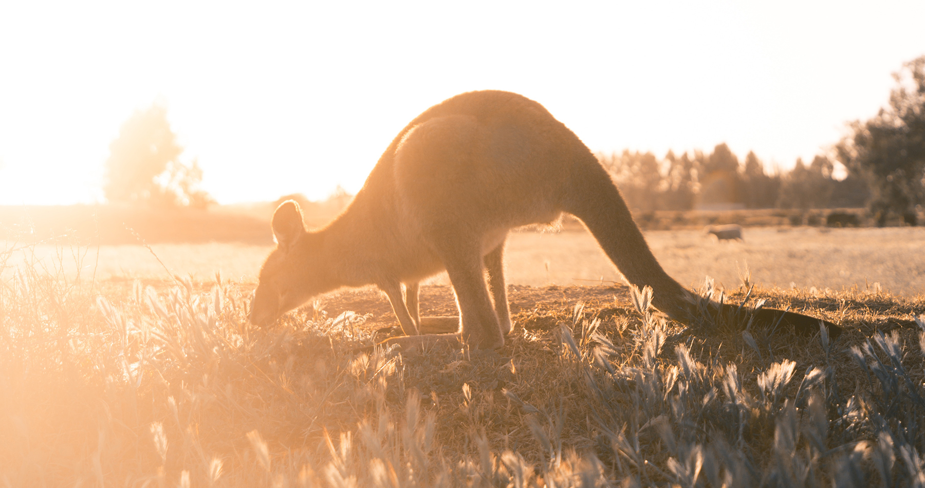 Stray Australia Bus Passes