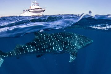 whale shark snorkel tour swim exmouth ningaloo western australia wa exmouth dive diving centre